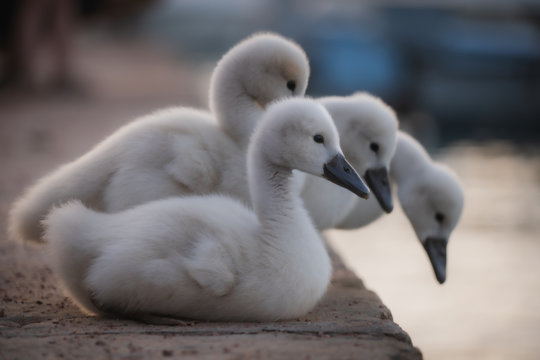 Mignons petits b&eacute;b&eacute; cygnes au bord de l'eau en groupe serr&eacute;s les uns contre les autres