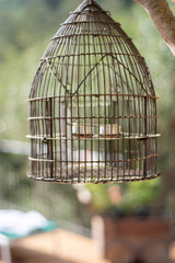 This is a capture of an old and an empty bird cage with a blurred green garden background 