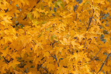 Naklejka na ściany i meble Autumn Background Concept with Yellow Leaves