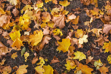 Autumn Background Concept with Yellow Leaves