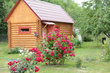 Fototapeta na wymiar Wooden structure - banya (Russian sauna) on a backyard of a village house with beautiful roses in front, Vladimir, Russia
