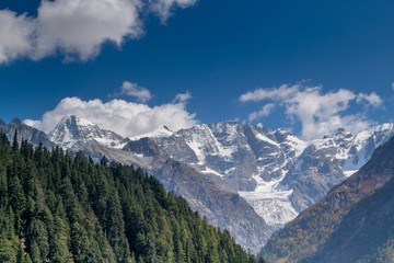 Light hitting the alpine meadow and cedar pine trees and rocks 