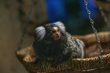 Close up of a common marmoset (Callithrix jacchus)