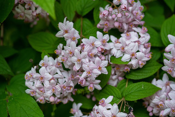 Deutzia longifolia flower –Veitchii from Family Hydrangeaceae