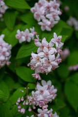 Deutzia longifolia flower –Veitchii from Family Hydrangeaceae