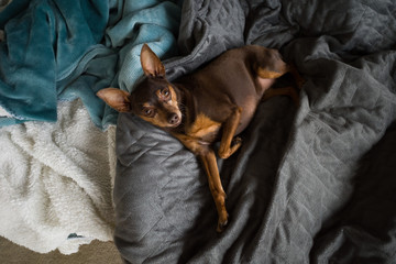 Miniature Pinscher dog laying on bedding