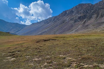 Light hitting the alpine meadow and cedar pine trees and rocks 