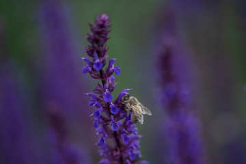 Close-up detail of a honey bee apis collecting pollen from flower in garden