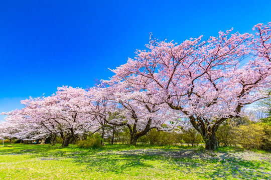 Sakura or Cherry blossom season in Japan