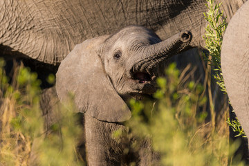 Portrait of a young elephant calf standing next to his mother in botswana