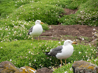 Side view of Lesser black-backed gull (Larus fuscus)