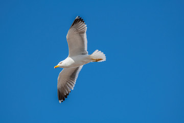 Lesser black-backed gull (Larus fuscus) in flight against sky background