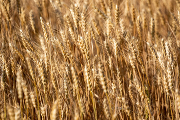 ears of wheat