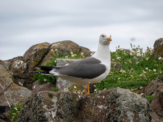 Close up view of Lesser black-backed gull (Larus fuscus)