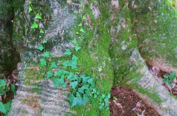 風景　森　古木　シダ　苔　夏　茨城