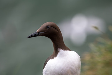 A guillemot (Uria aalge) on a cliff edge on the Isle of May