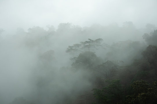 Paisaje de un bosque de niebla, lugar turístico en Cali, Colombia, propicio para el avistamiento de aves © GATO