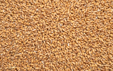 Background texture of crushed seed and grain mix for livestock and bird feed