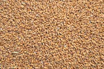 Background texture of crushed seed and grain mix for livestock and bird feed