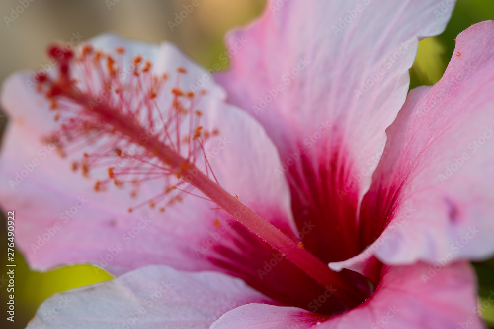 Wall mural hibiscus, flowering plants growing in subtropical and tropical regions in the world. rose mallow vib