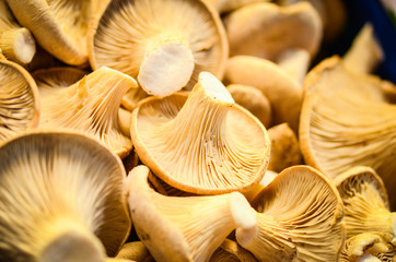 fresh vegetables close up - tomatoes, cucumber, garlic, red onion, spring onion, radish, artichokes, asparagus, eggplant, mushrooms
