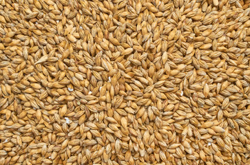 Background texture of crushed seed and grain mix for livestock and bird feed