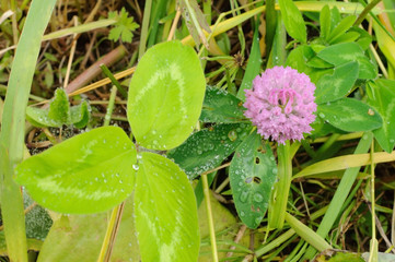 Clover flowers in dew drops. Blurred background.