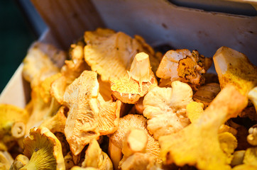 fresh vegetables close up - tomatoes, cucumber, garlic, red onion, spring onion, radish, artichokes, asparagus, eggplant, mushrooms