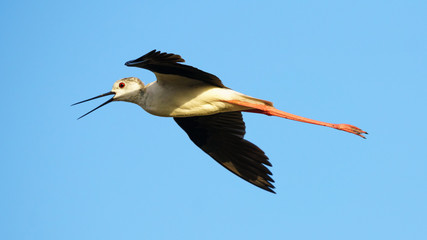 Flying Black-winged Stilt Himantopus himantopus