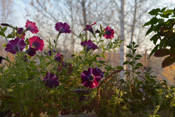 Petunia flowers on dawn light. Small garden on the balcony in october.