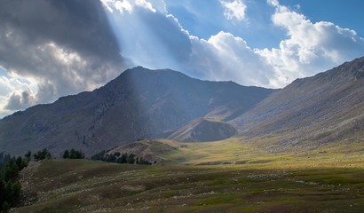 Light hitting the alpine meadow and cedar pine trees and rocks 