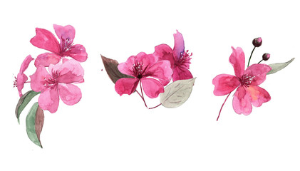 Hand-drawn flower watercolor illustration. Set of delicate red sakura flowers isolated on white background. Illustration for design, background or print.