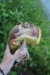 Very unusual shape of boletus mushroom. Boletus edulis, known as the Cep, Porcino or Penny-bun Bolete edible mushroom on the green background, raw, from the wood,  macro photography