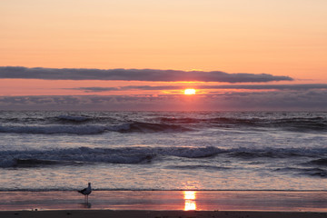 Sunset at Oregon Coast. Waves crushing on a beach, sun create a path on a wet sand surface with seagull next to it
