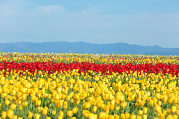 Fototapeta premium Rows of tulips at a farm in Oregon. Red, yellow and white tulips against blue sky with mountains in the background