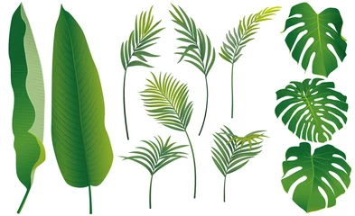 Fotobehang Tropische bladeren Tropical exotic monstera and palm leaves  isolated on white background