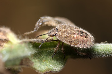 Coreus marginatus on leaf