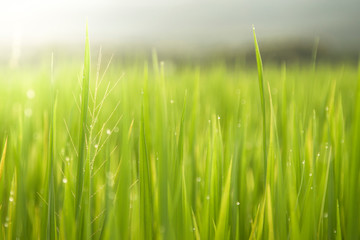 Rice field and sky background at sunset time with sun rays