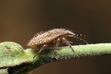 Coreus marginatus on leaf