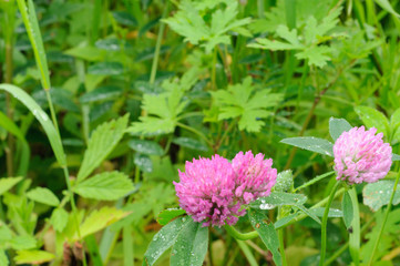 Clover flowers in dew drops. Blurred background.