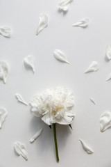 White peony flower surrounded by petals on white background, top view