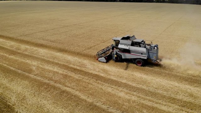 Aerial view grey harvester gathers ripe dry wheat in agricultural field on hot summer day. Drone shoots video of reap grain crops
