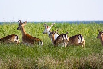 Naklejka na ściany i meble Beautiful wild red deer are jumping high in the green grass of meadow and blue waters of sea at the background