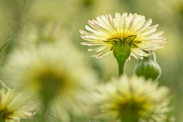 Close up of yellow dandelion flowers from underneath view