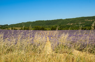 Lavender field in Provence, near Sault, France