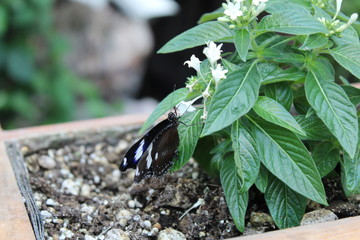  black butterfly on green leaf in the garden