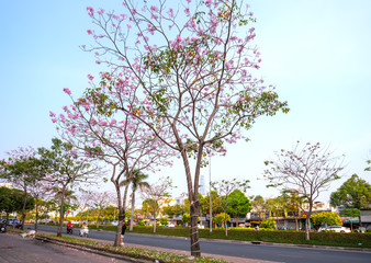 Ho Chi Minh city, Vietnam, March 15th, 2019: Busy traffic at boulevard with tabebuia rosea flower blooms planted along roadside adorns adorns city growing urban landscape. Ho Chi Minh city, Vietnam