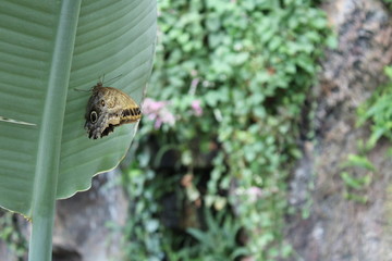 butterfly on green leaf in the garden