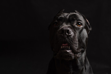 Black cane corso portrait in studio on black background. Black dog on the black background. Copy Space