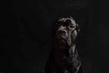 Black cane corso portrait in studio on black background. Black dog on the black background. Copy...